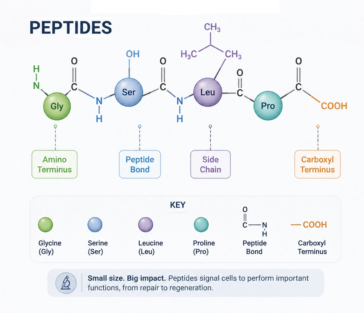 peptide chain illustration (1)